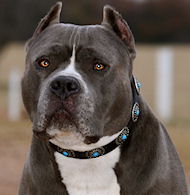 Hundehalsband aus Leder mit blauen Steinen für Pitbull Hundehalsband aus Leder mit blauen Steinen für Pitbull